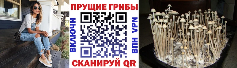 Галлюциногенные грибы Psilocybine cubensis kraken вход Жирновск